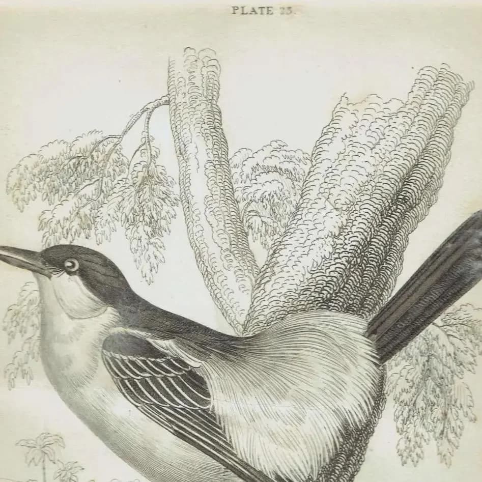 c.1837 Puff-backed Bush Shrike Print - Ornithology Bird Engraving - Lizars SC - Vintage Natural History Art - 4.25 x 6.25 in