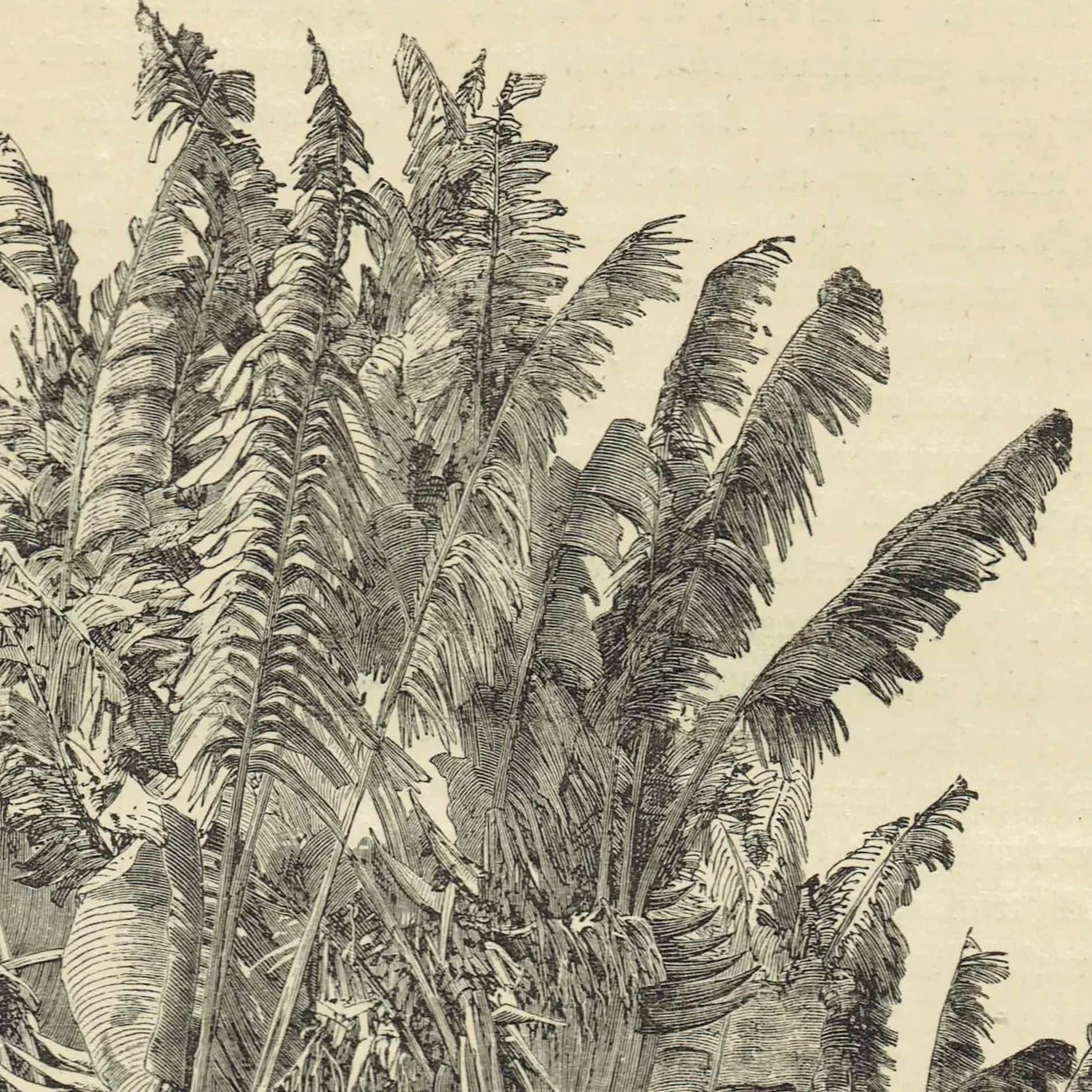 1869 Ravenal Trees Madagascar - Original Antique Print - Illustrated Travels Bates Royal Geographical Society Botany - 8.75 x 11.75 in