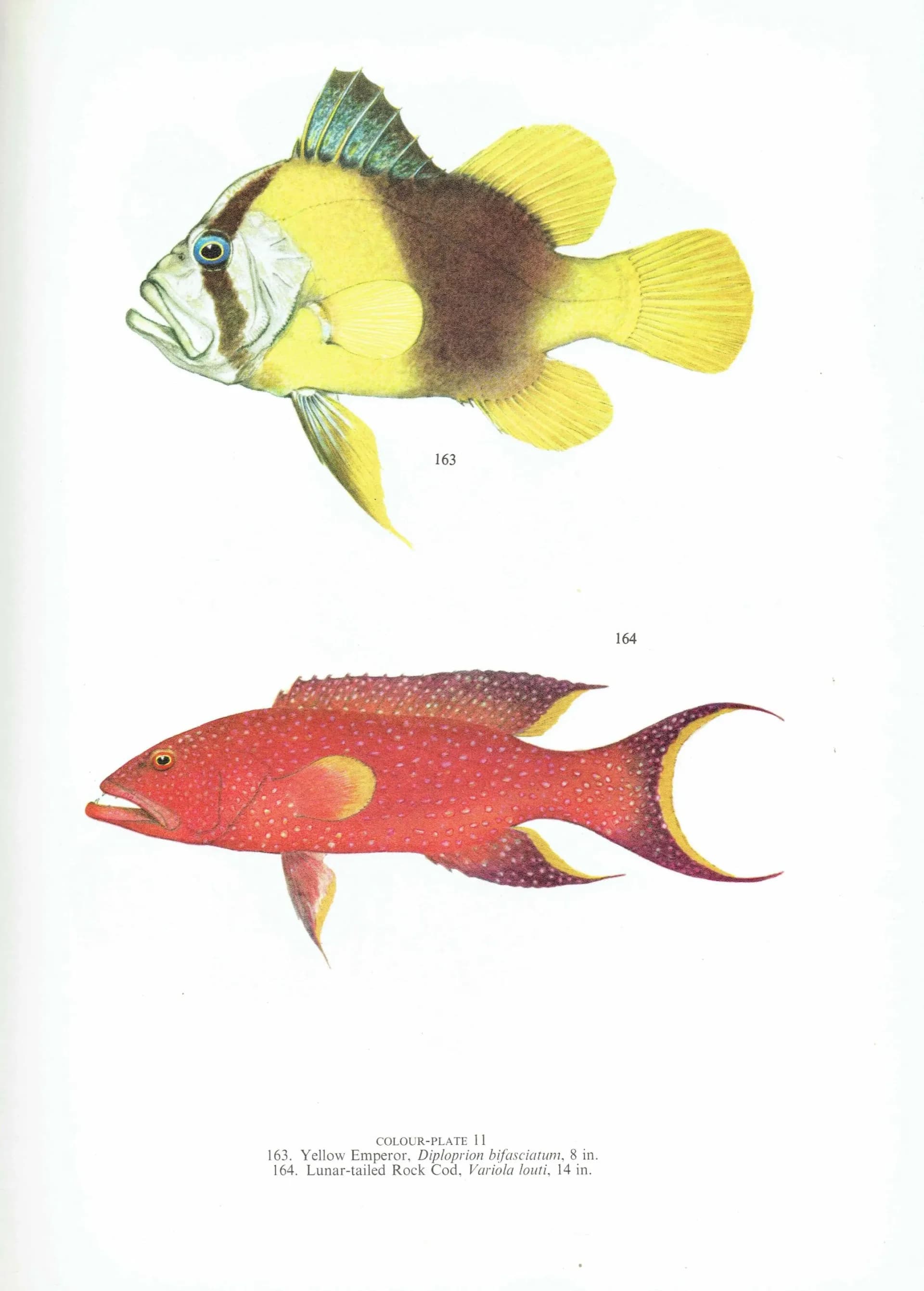 1964 Yellow Emperor & Lunar-tailed Rock Cod - Original Vintage Print By Coates - Great Barrier Reef Fish Science Art - 7 x 9 in