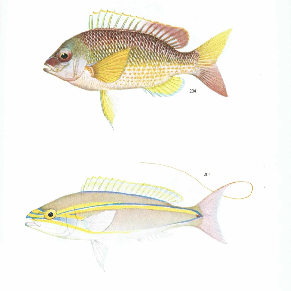 1964 Pearly Spine-cheek & Blue-banded Whiptail - Original Vintage Print By Coates - Great Barrier Reef Fish Science Art - 7 x 9 in