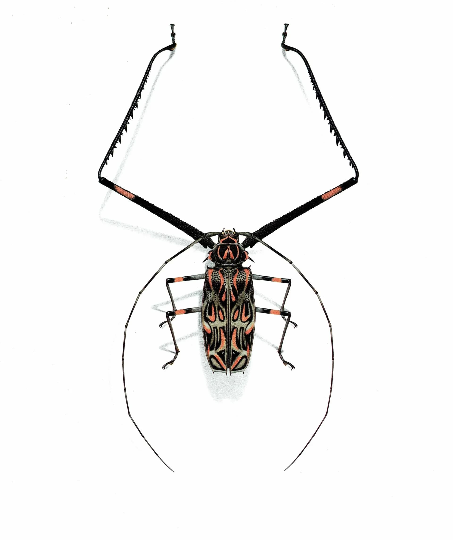 1986 Harlequin Beetle Acrocinus Longimanus Print - Durin Bernard Les Insectes Scientific Illustration - Linnaeus Entomology - 11 x 13 in