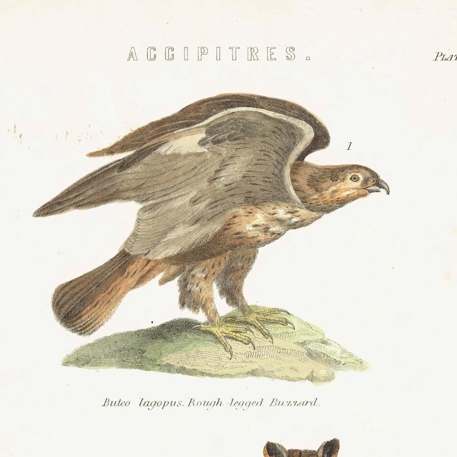 c.1883 Accipitres Birds Print - Rough-legged Buzzard Secretary Bird Long-eared Owl - Hand Coloured Ornithology Art - 9.5 x 6.25 in