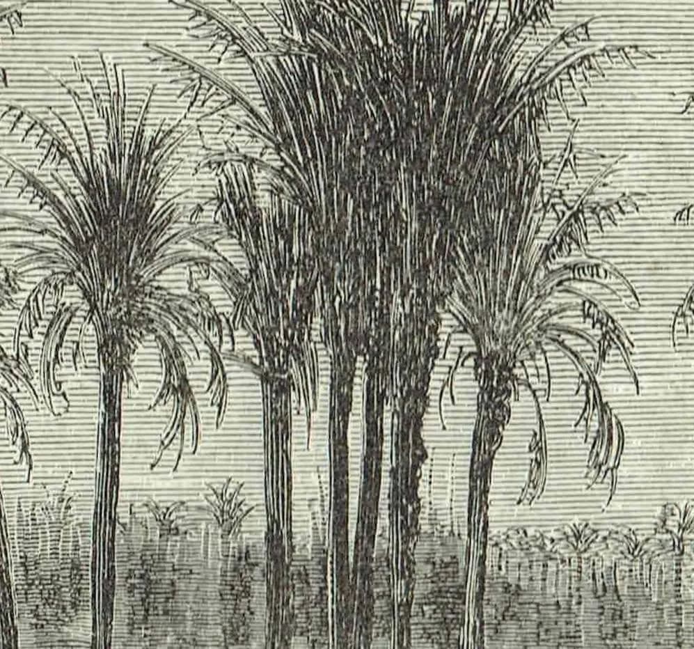 1870s Original Detailed Spanish Palm Grove Landscape Woodblock Print - Victorian Travel Book Drawing - Antique Alicante Scene - 12 x 8.5 in