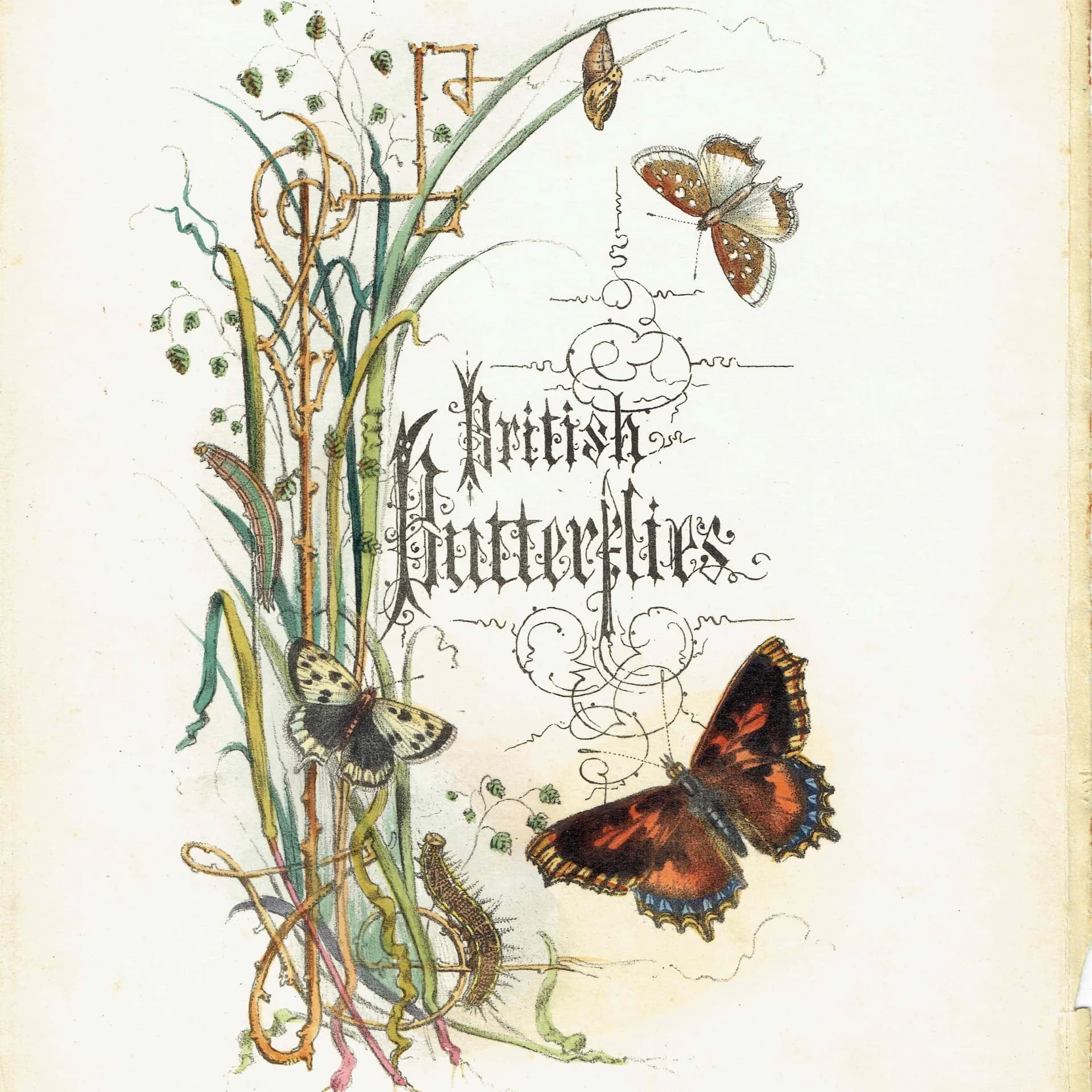 1859 Small Tortoiseshell & Small Meadow Copper Butterflies - Original Hand-Coloured Victorian Butterfly Print - 7 x 10.4 in