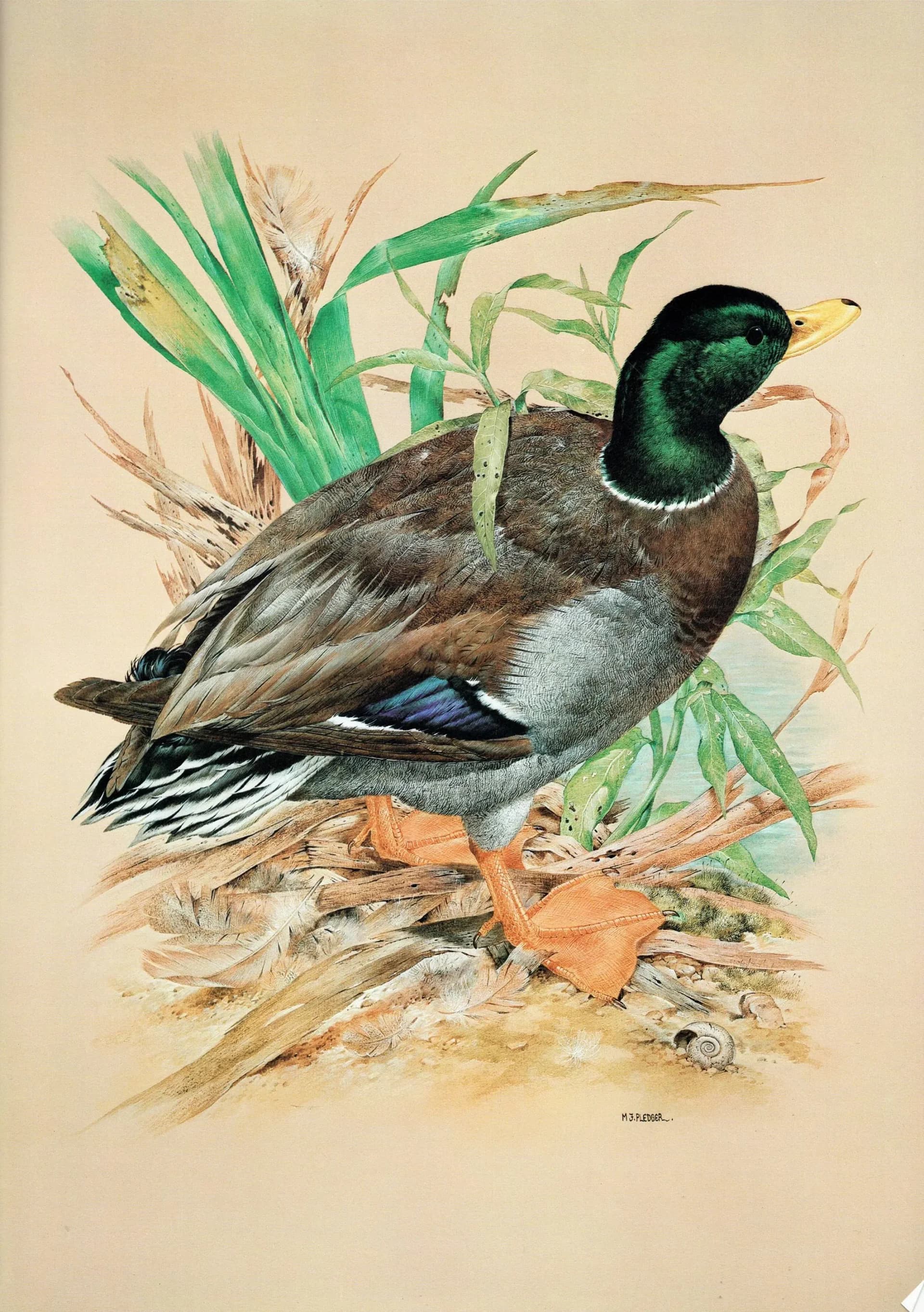 1981 Mallard Drake Anas Platyrhynchos - Original Vintage Print - Game Birds - Maurice Pledger Wildlife Study - 11.5 x 16.5 in