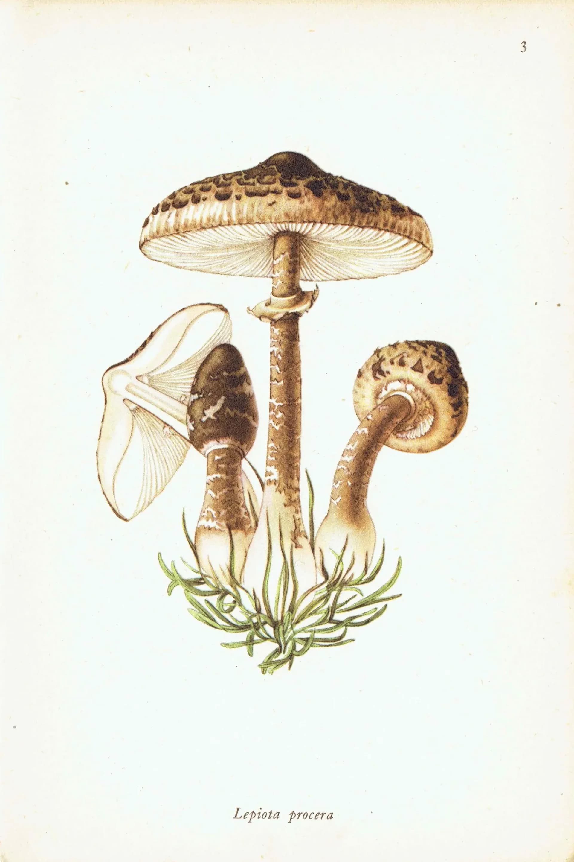 Vintage Mushroom Print – 1943 Edible Fungi Botanical Illustration