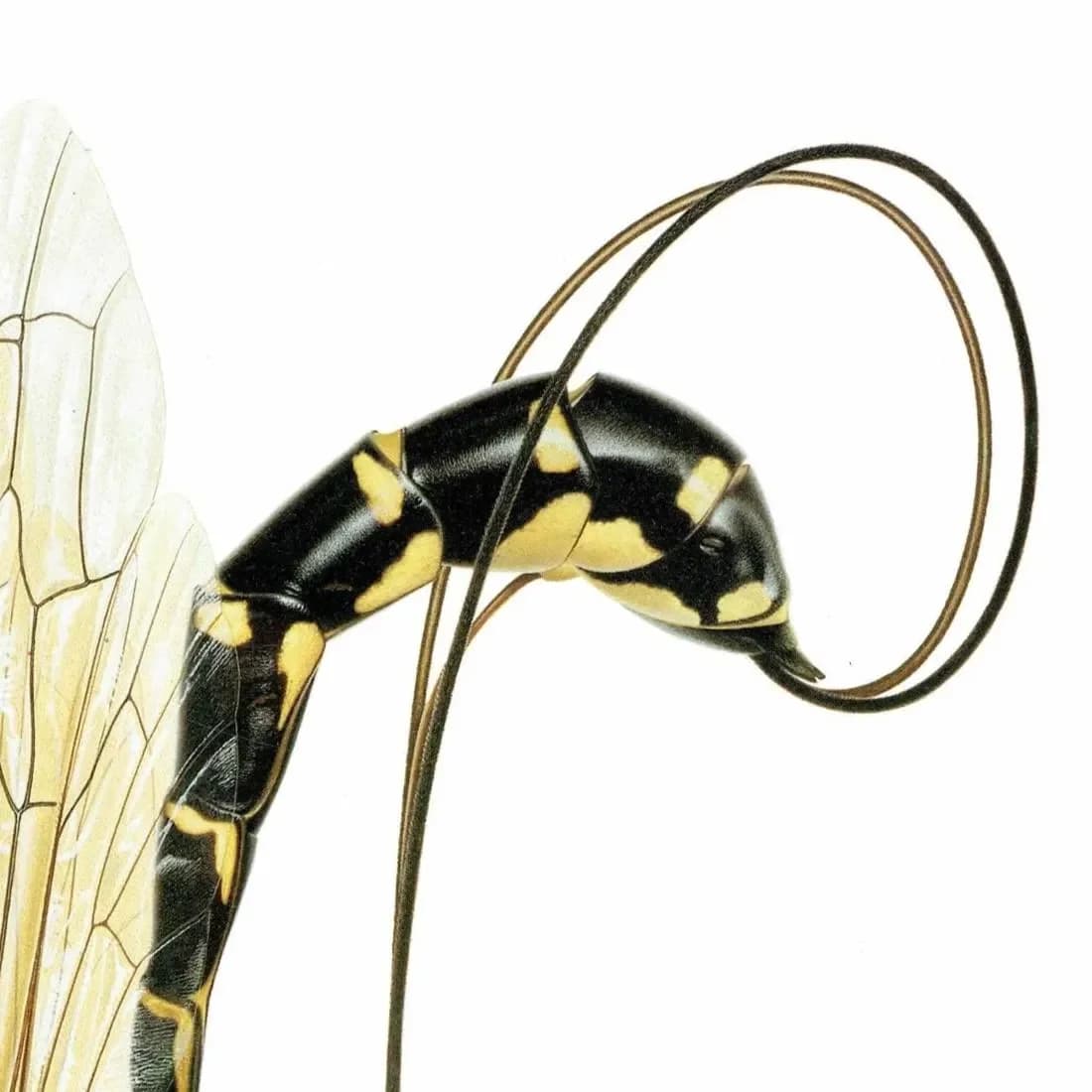1986 Giant Ichneumon Wasp Rhyssa Persuasoria Print - Dupin Bernard Les Insectes Scientific Art - Linnaeus Carl Entomology - 11 x 13 in