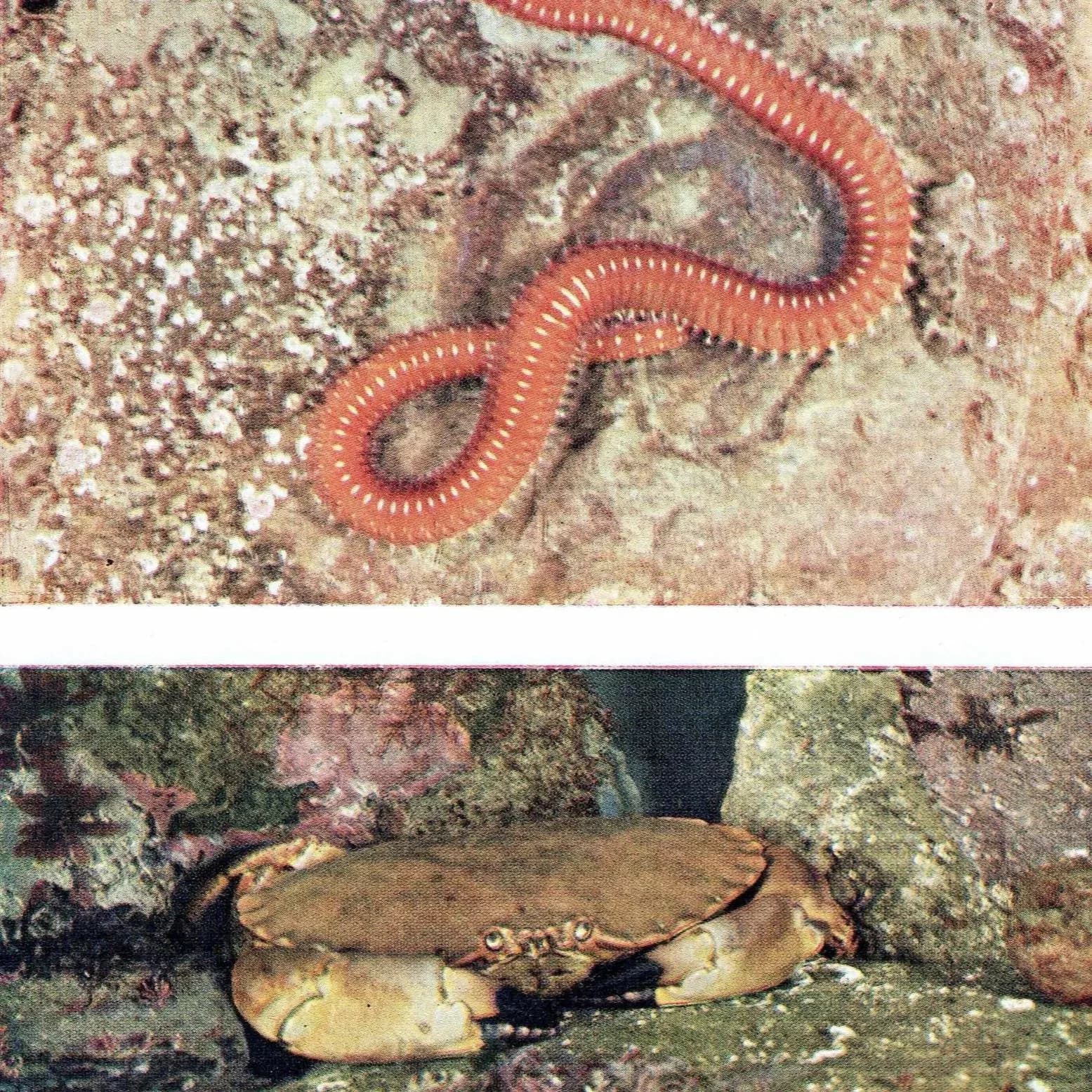 1959 Marine Worms Photographs - Ribbon-worm Red Rock-worm - Scientific Nemertine Annelid Specimen - Marine Biology Ocean Life - 5 x 8.25 in