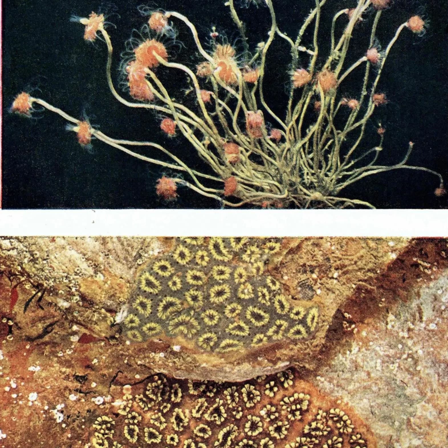 1959 Club-headed Hydroid on Knotted Wrack - Underwater Study - 8.25 x 5.25 in