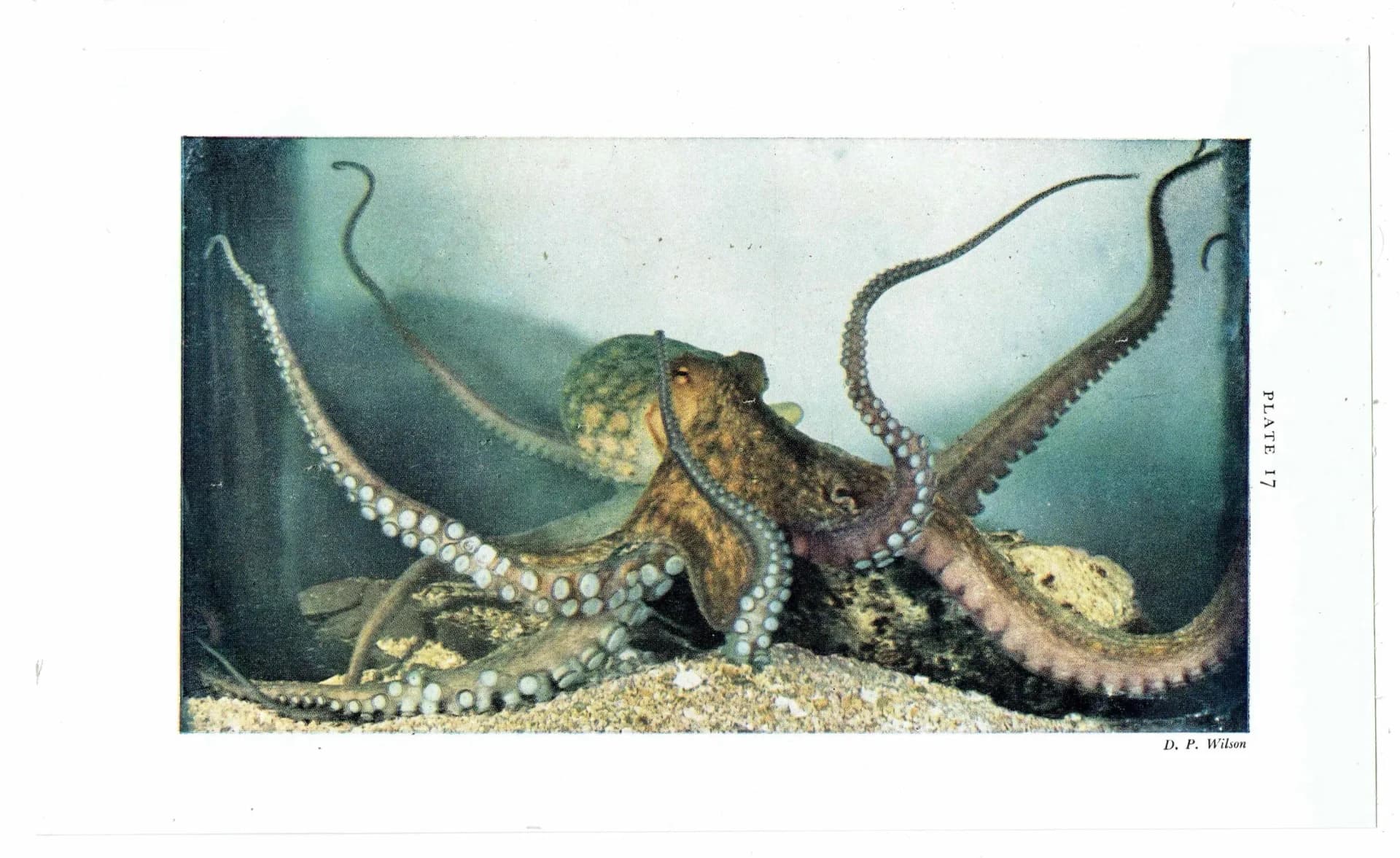 1959 Octopus Marine Life Print - Scientific Illustration - Vintage Ocean Wildlife Study - Natural History Educational Art - 5 x 8.25 in