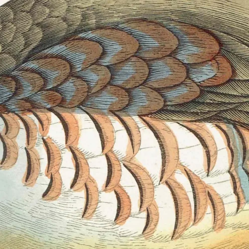1863 - c.1863 Barbary Partridge - Original Antique Hand-Coloured Engraving By Morris - History of British Birds Ornithology - 7.25 x 4.75 in
