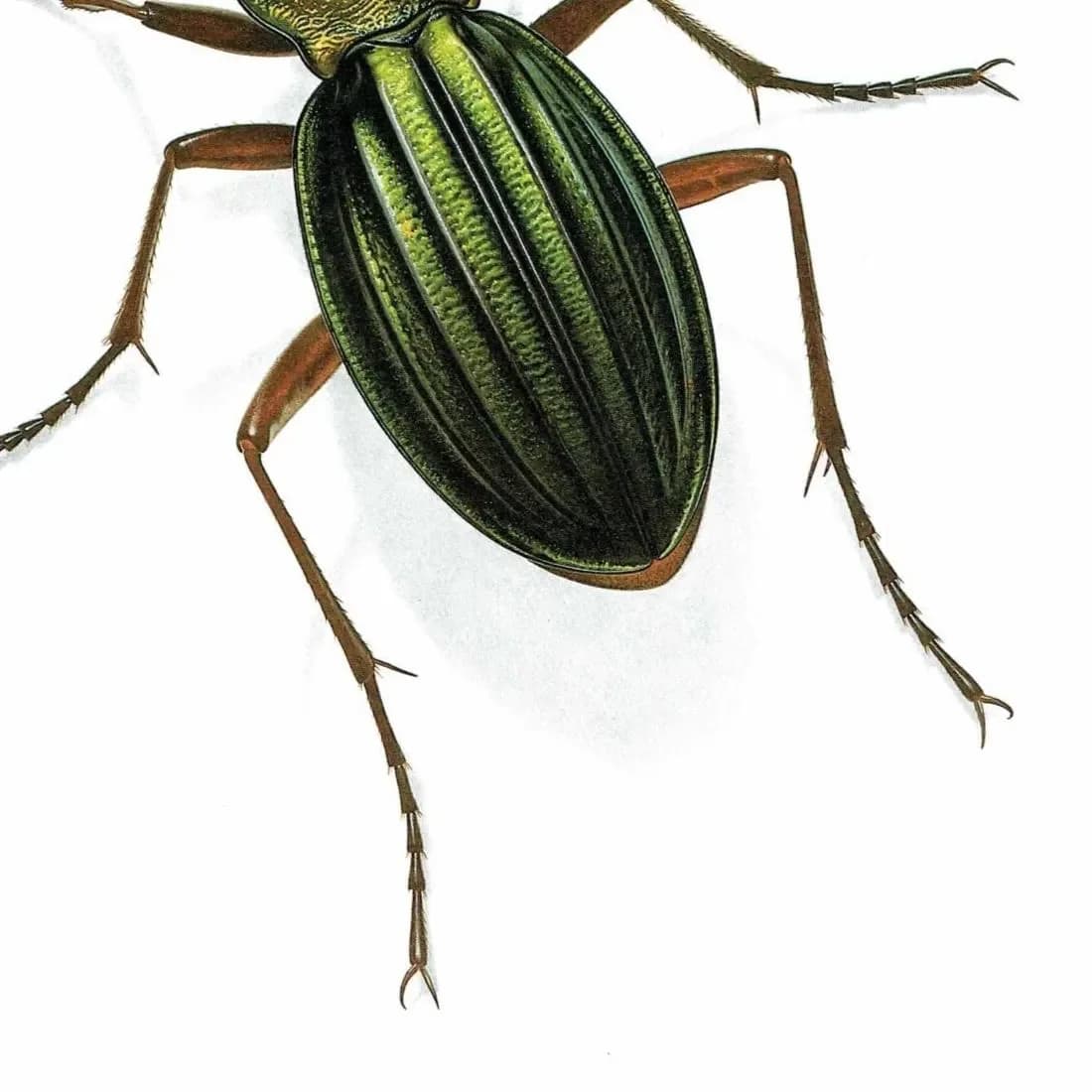 1986 Golden Ground Beetle Carabus Auronitens Print - Durin Bernard Les Insectes Scientific Illustration - Fabricius Entomology - 11 x 13 in