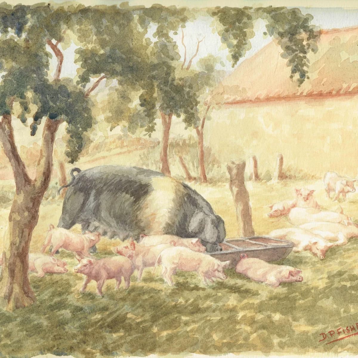 British Saddleback Sow & Piglets - Original Vintage Watercolour By Fisher - Rural Farmyard Scene Country Animal Art - 17.25 x 13.25 in