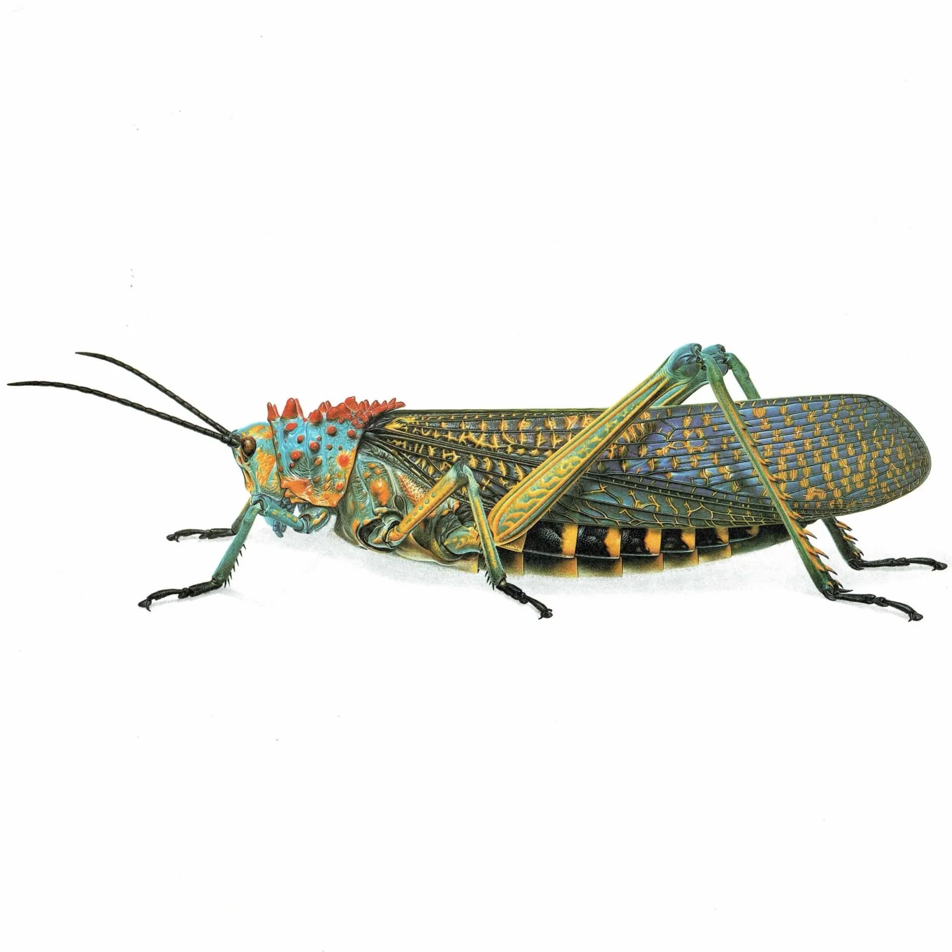1986 Grasshopper Phymateus Saxosus Print - Durin Bernard Les Insectes - Scientific Illustration- Coquerel Entomology - 11 x 13 in