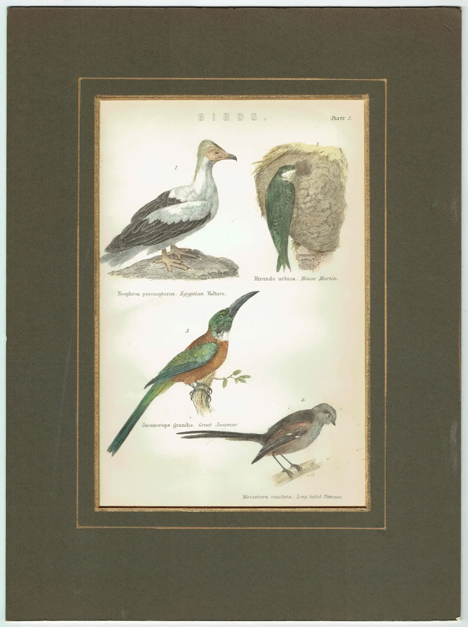 1896 Birds Original Print – Antique Ornithology Wall Art