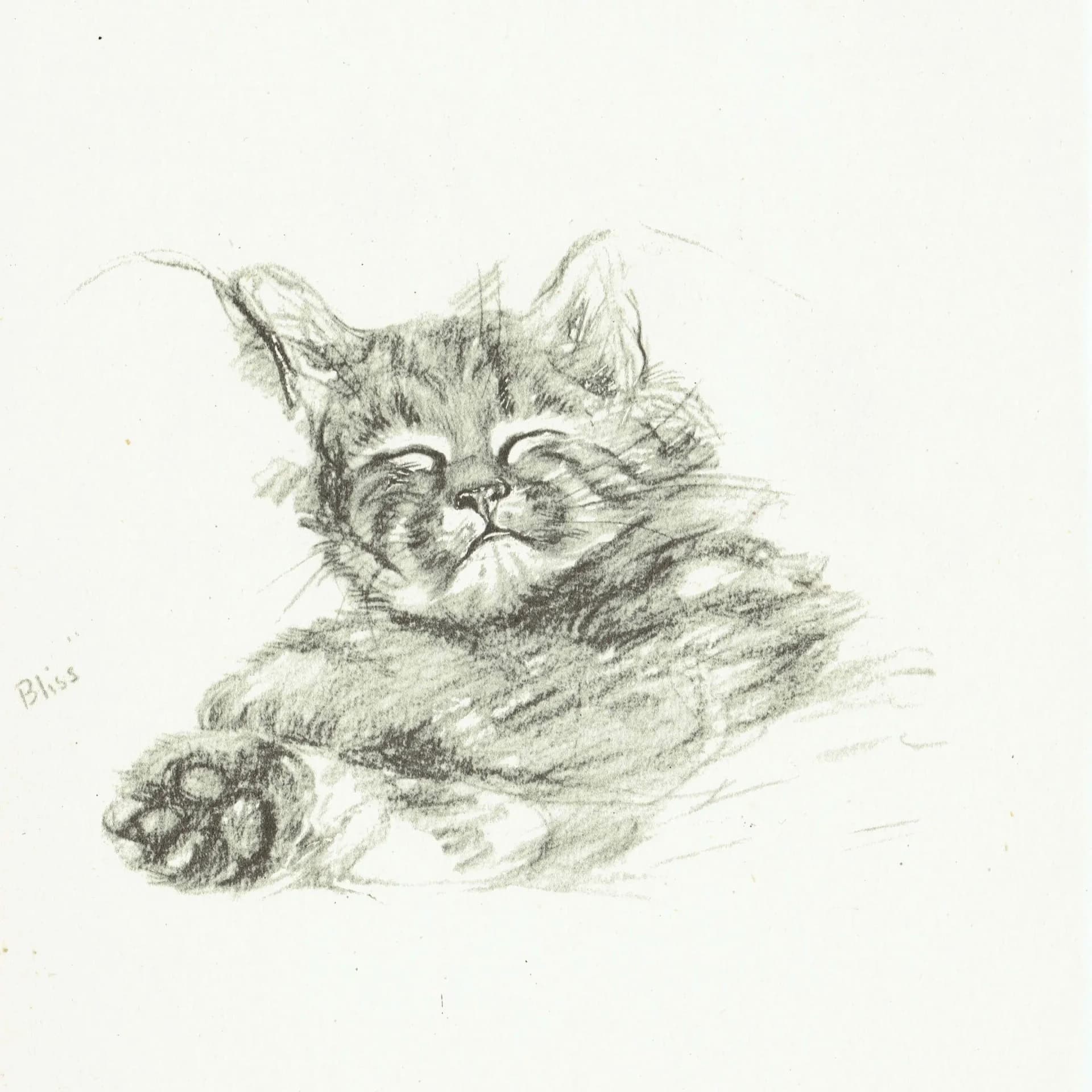 1946 Sleeping Kitten 'Bliss' - Original Vintage Print By Dawson - Cat Portrait Pet Animal Art Neighbours Book - 7 x 9.5 in