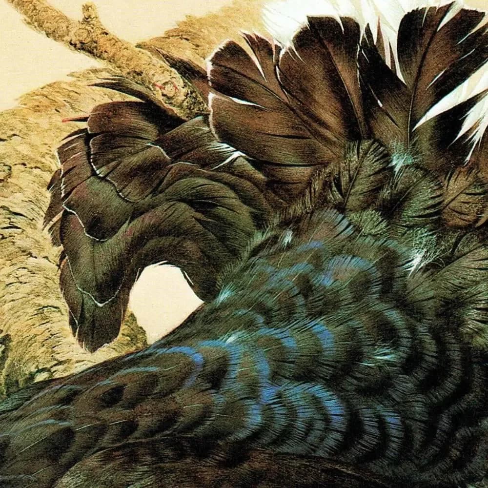 1981 Black Grouse Lyrurus Tetrix - Maurice Pledger Game Birds - Original Vintage Wildlife Art - 11.5 x 16.5 in
