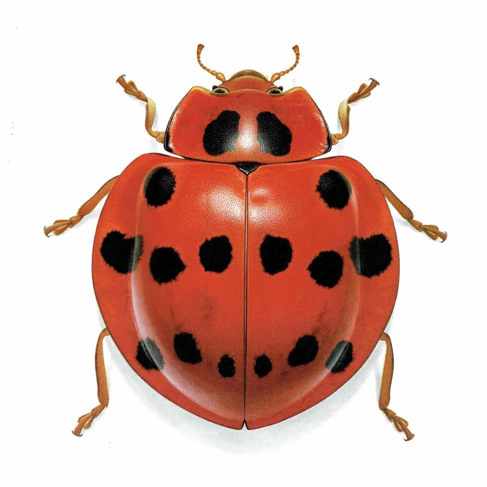 1986 Ladybird Callicaria Superba Print - Durin Bernard Les Insectes Scientific Illustration - Mulsan Entomology - 11 x 13 in