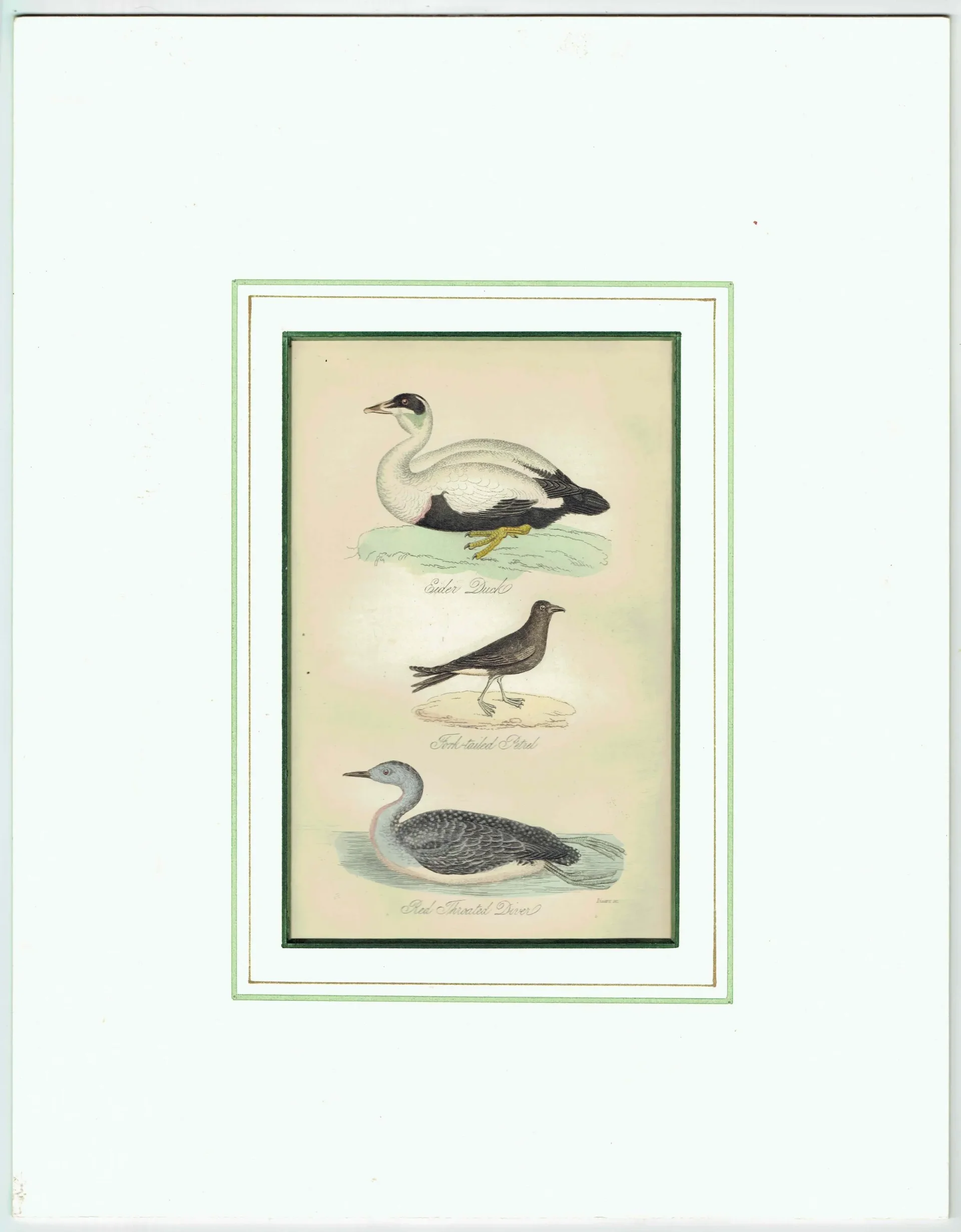 c.1840 Eider Duck, Fork-tailed Petrel & Red-throated Diver Print – Hand-Coloured Ornithology Engraving – Natural History Birds – 7 x 4.5 in