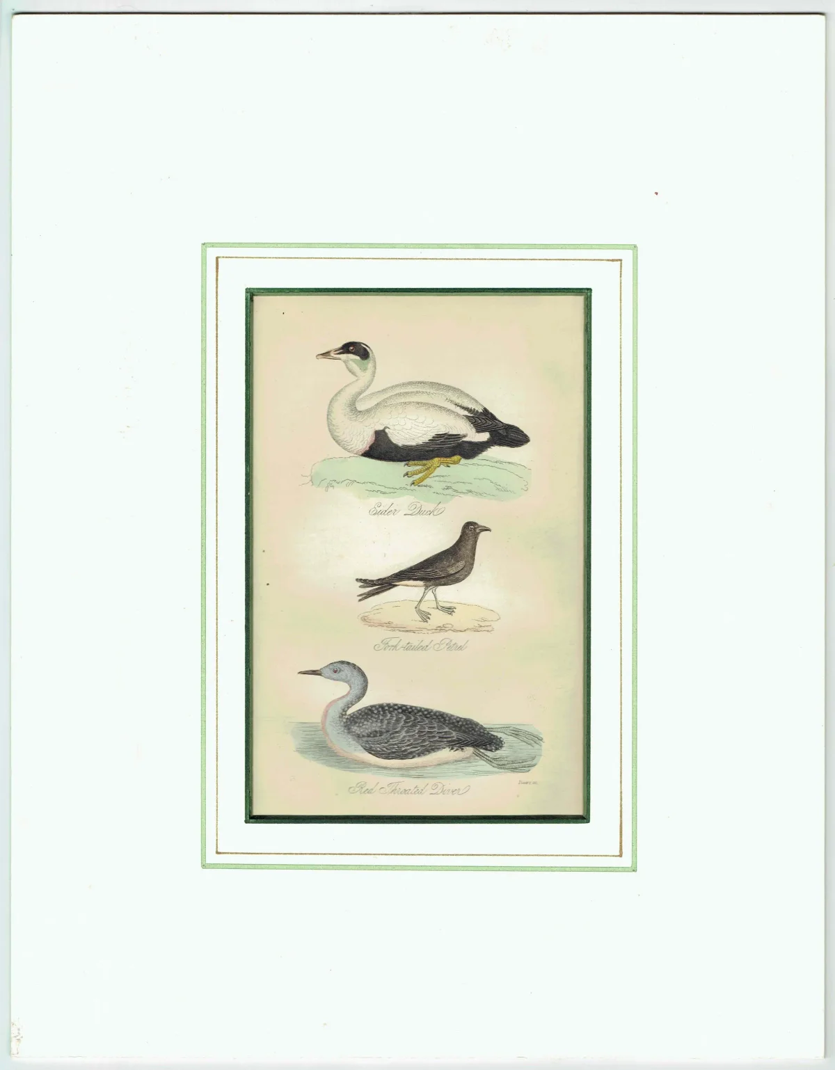 c.1840 Eider Duck, Fork-tailed Petrel & Red-throated Diver Print – Hand-Coloured Ornithology Engraving – Natural History Birds – 7 x 4.5 in