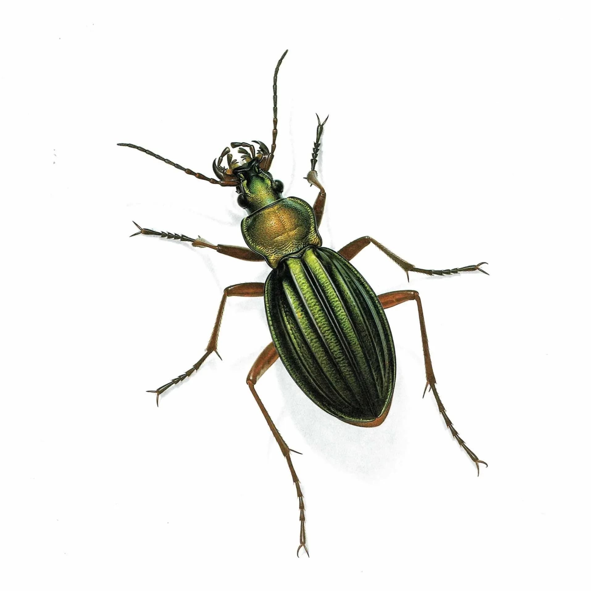1986 Golden Ground Beetle Carabus Auronitens Print - Durin Bernard Les Insectes Scientific Illustration - Fabricius Entomology - 11 x 13 in