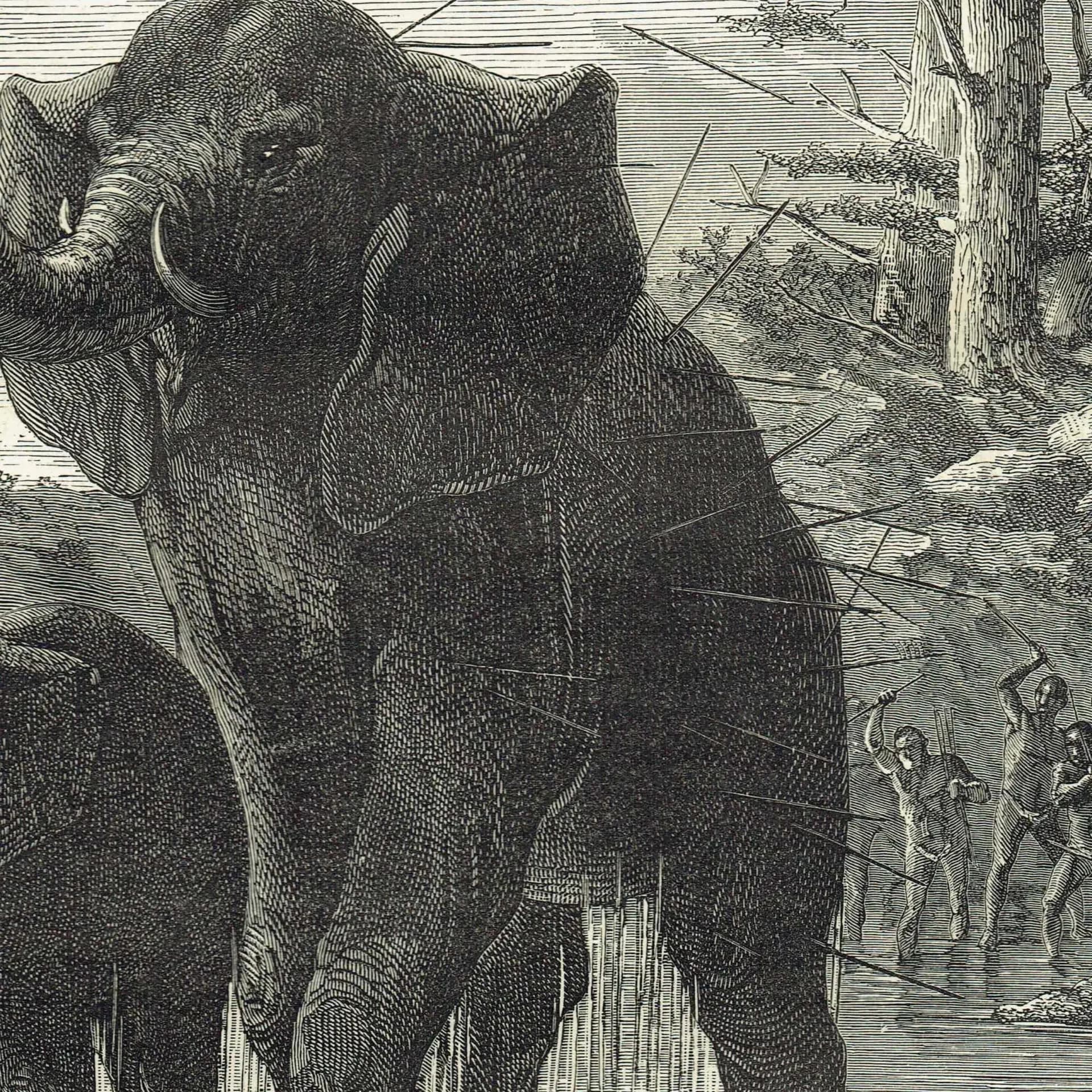 1875 Female Elephant Protecting Her Young - Antique Engraving - Illustrated Travels Vol 6 Bates Victorian Wildlife - 8 x 11.5 in