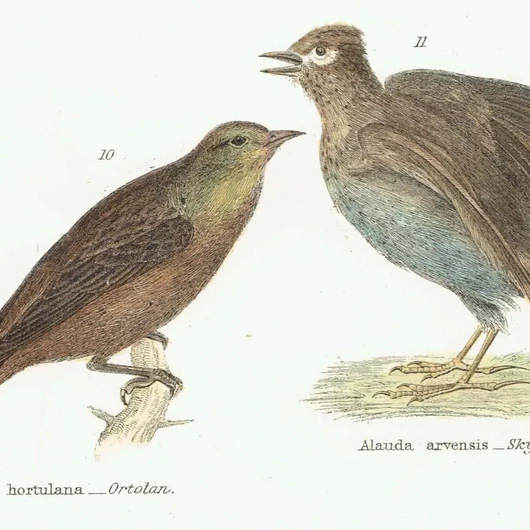 c.1880 Passeres Conirostres Bird Print - Banded Tanager, Crossbill, Ortolan, Skylark - Hand Coloured Ornithology Art - 9.75 x 6.25 in
