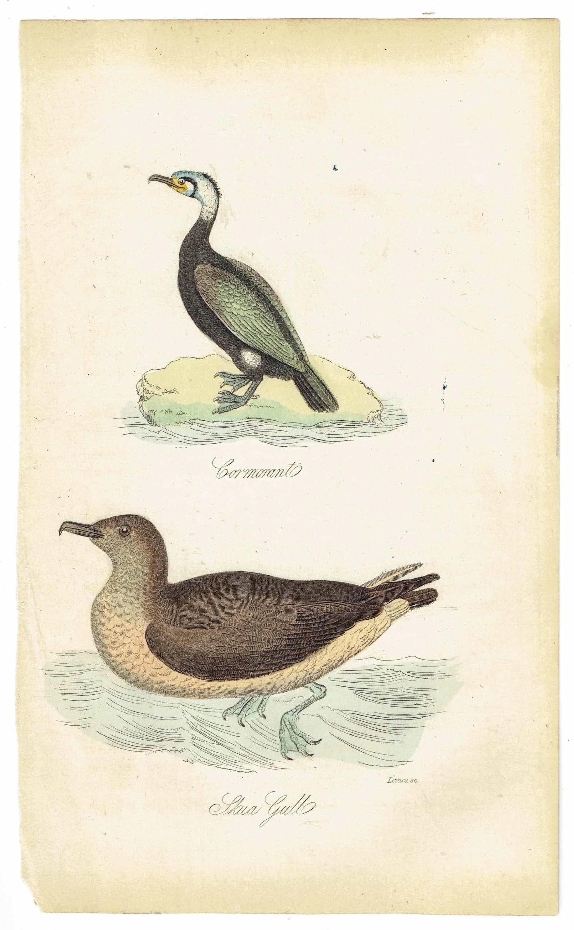 c.1835 Cormorant & Skua Gull Print - Hand-Coloured Ornithology Seabird Natural History - 7.25 x 4.25 in