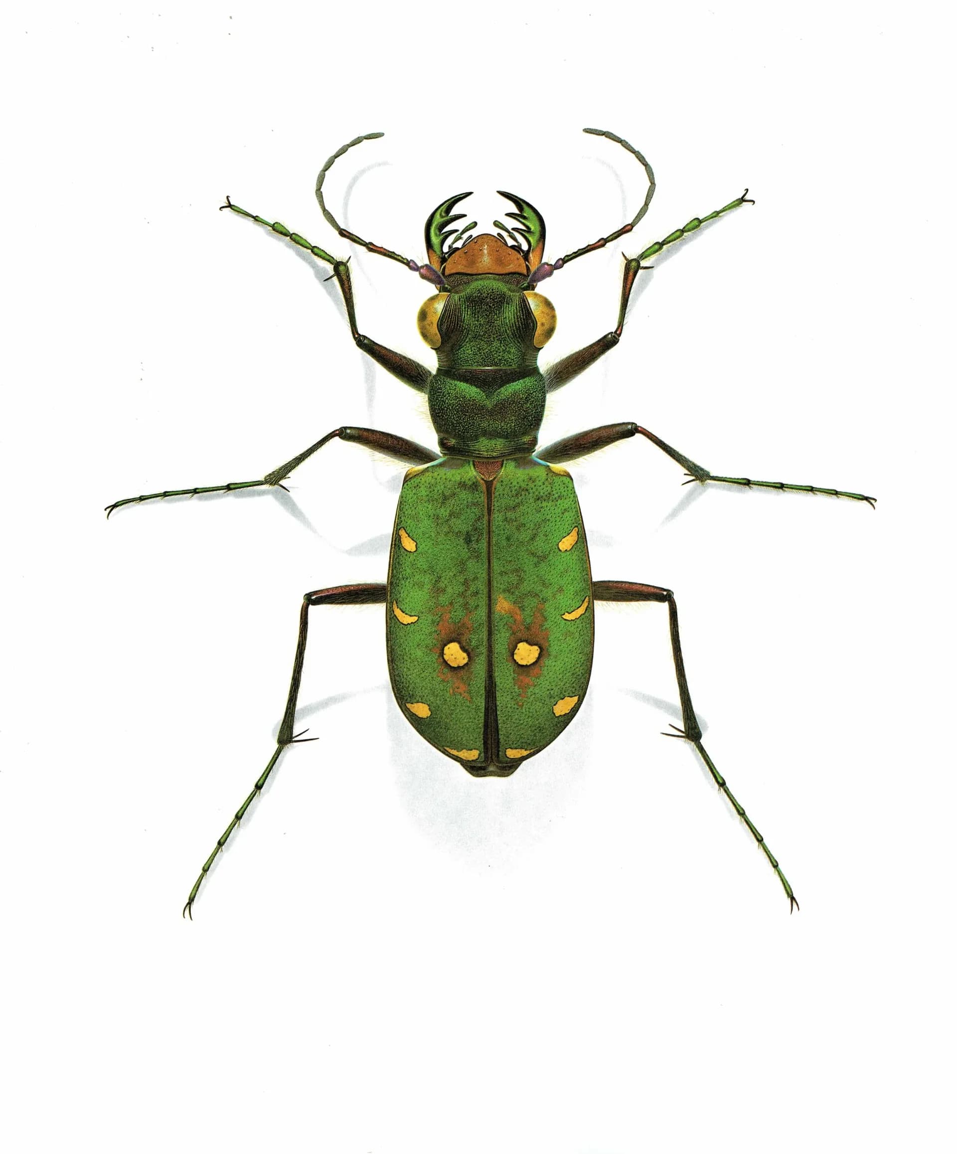 1986 Cicindela Campestris Field Tiger Beetle - Durin Bernard Scientific Illustration - Linnaeus Entomology - 11 x 13 in