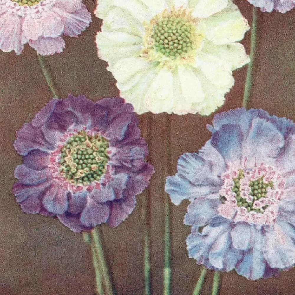1950s Scabious Botanical Print - Vintage Pincushion Flower Illustration from The Popular Encyclopaedia of Gardening - Wall Art - 5 x 7 in