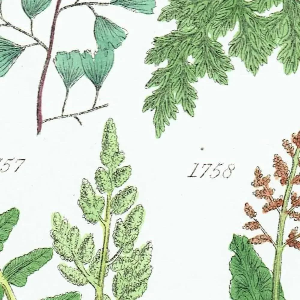 1910 British Ferns Maidenhair Bracken - Original Antique Print By Sowerby - Victorian Botanical Study Natural History - 6.25 x 9.5 in