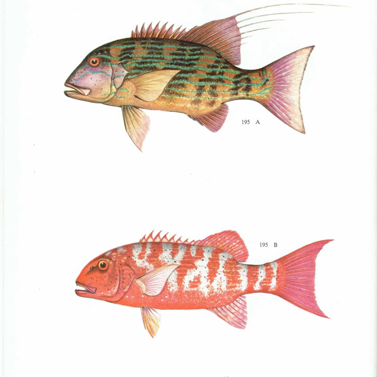 1964 Chinaman-fish Adult & Juvenile - Original Vintage Print By Coates - Great Barrier Reef Fish Science Study - 7 x 9 in