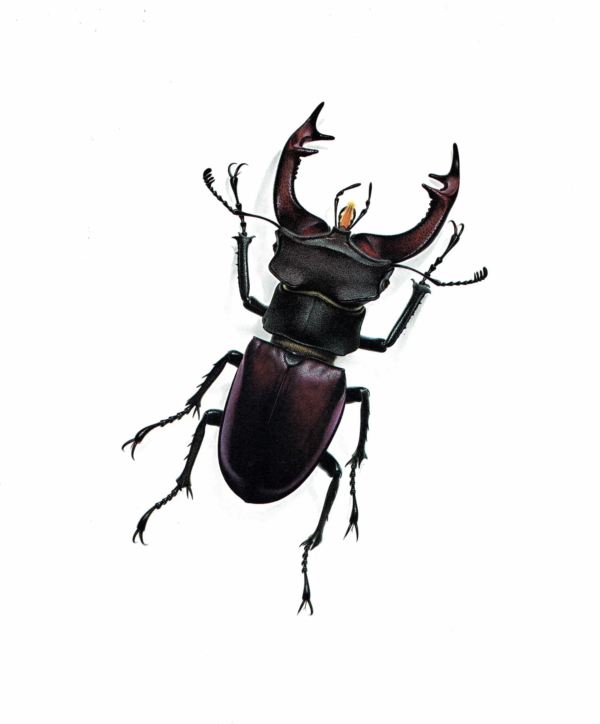 1986 Stag Beetle Lucanus Cervus Print – Bernard Durin Les Insectes Vintage Scientific Illustration – Linnaeus Entomology Art – 11 x 13 in