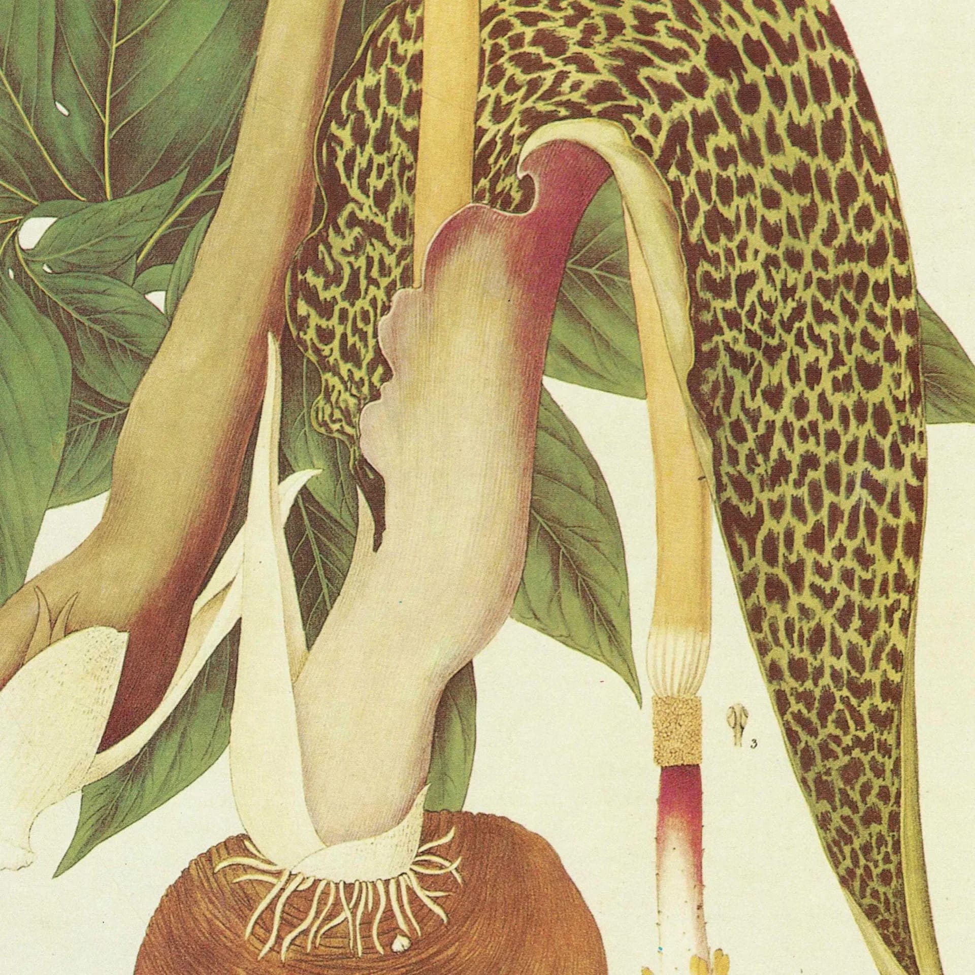 1984 Spotted Arum Lily - Original Vintage Botanical Print By Wallich - Arum Guttatum Plantae Exotic Flower Study Wall Art - 10 x 14 in