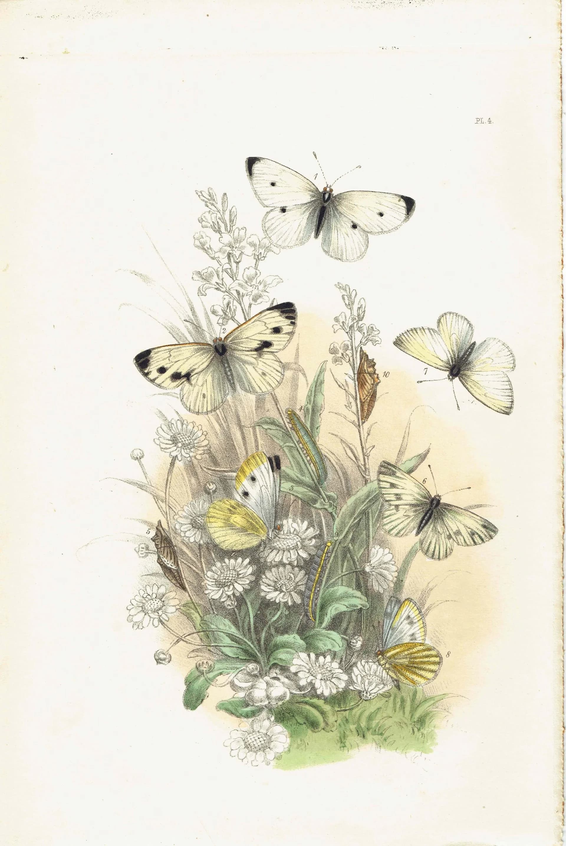 1859 Small Cabbage White & Green-veined White Butterflies - Hand-Coloured Lithograph, Henry Noel Humphreys, Plate IV - 7 x 10.4 in