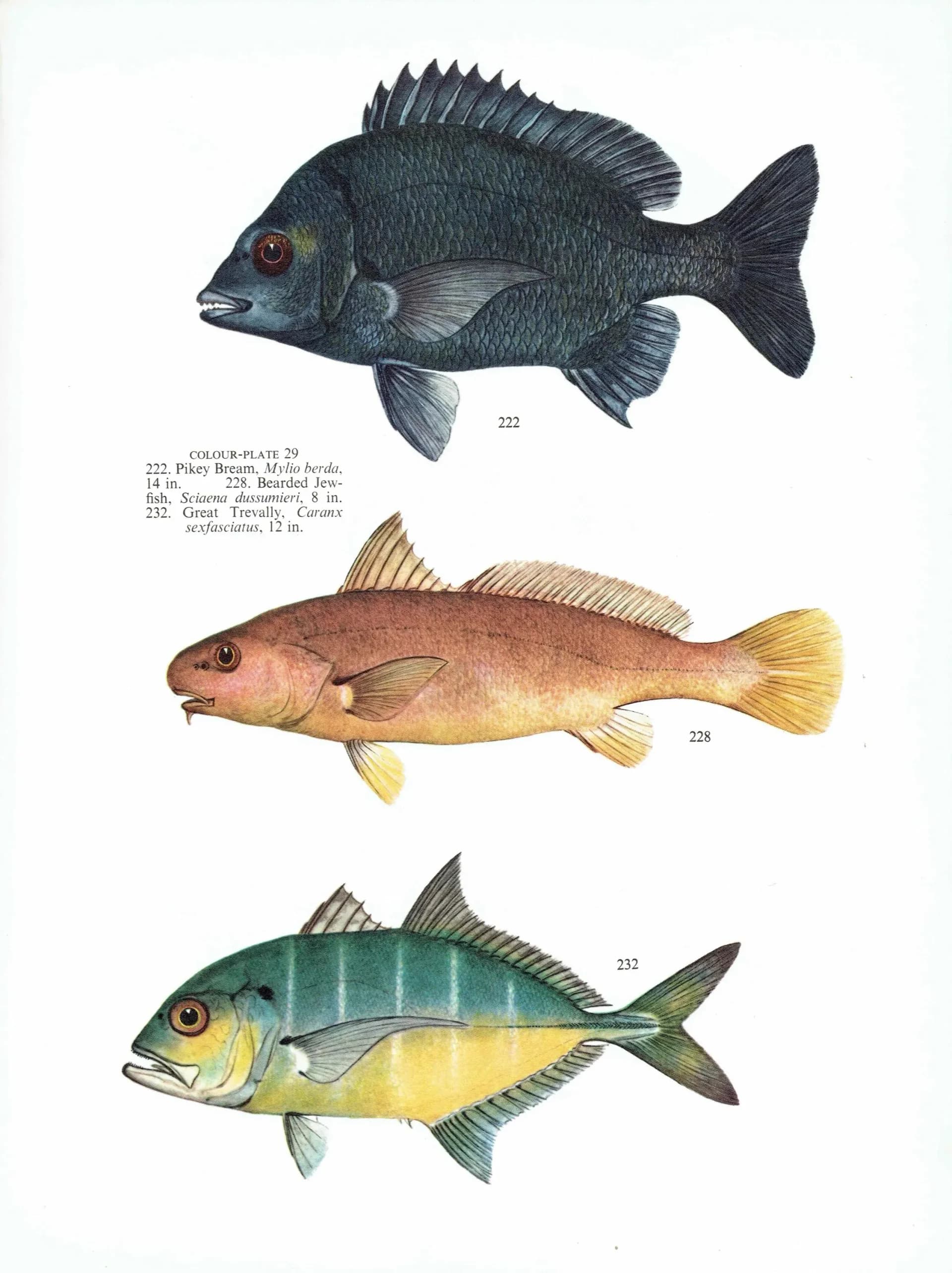 1964 Pikey Bream & Great Trevally - Original Vintage Print By Coates - Great Barrier Reef Fish Study Marshall - 7 x 9 in