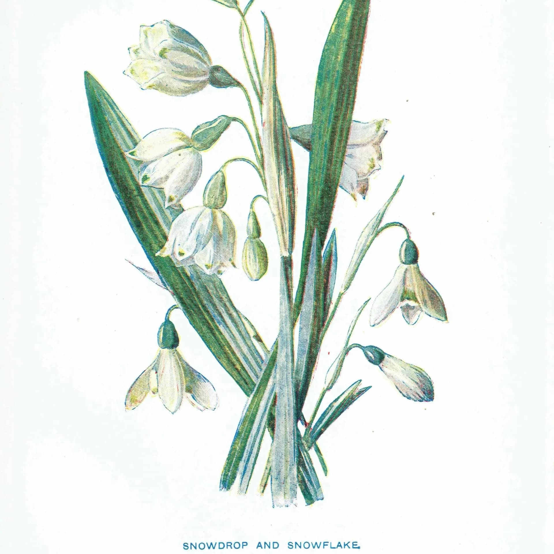 1910s Snowdrop & Snowflake Evergreen Original Antique Print By Hulme - Winter Botanical Wildflower Christmas Decor - 4.75 x 7.25 in