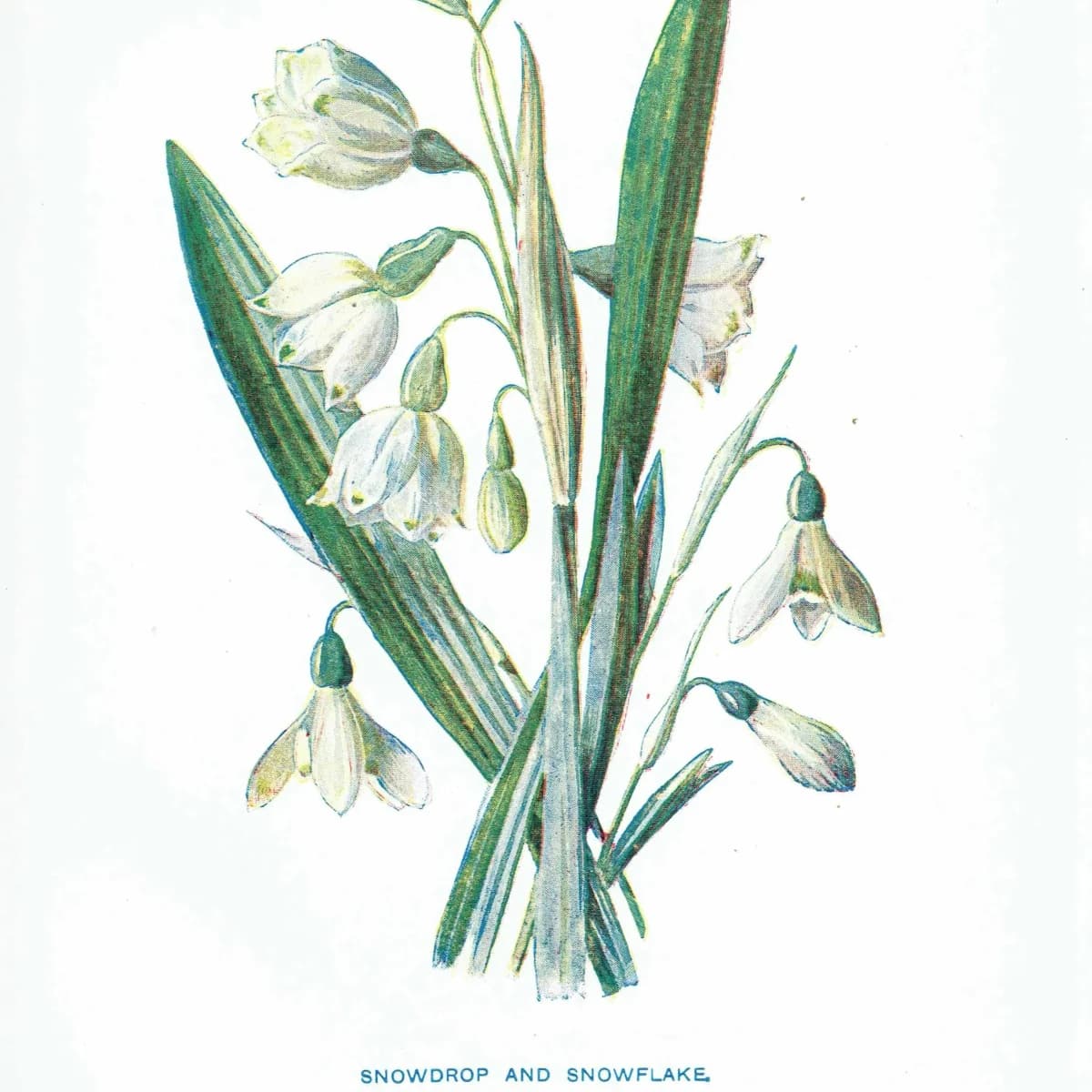 1910s Snowdrop & Snowflake Evergreen Original Antique Print By Hulme - Winter Botanical Wildflower Christmas Decor - 4.75 x 7.25 in