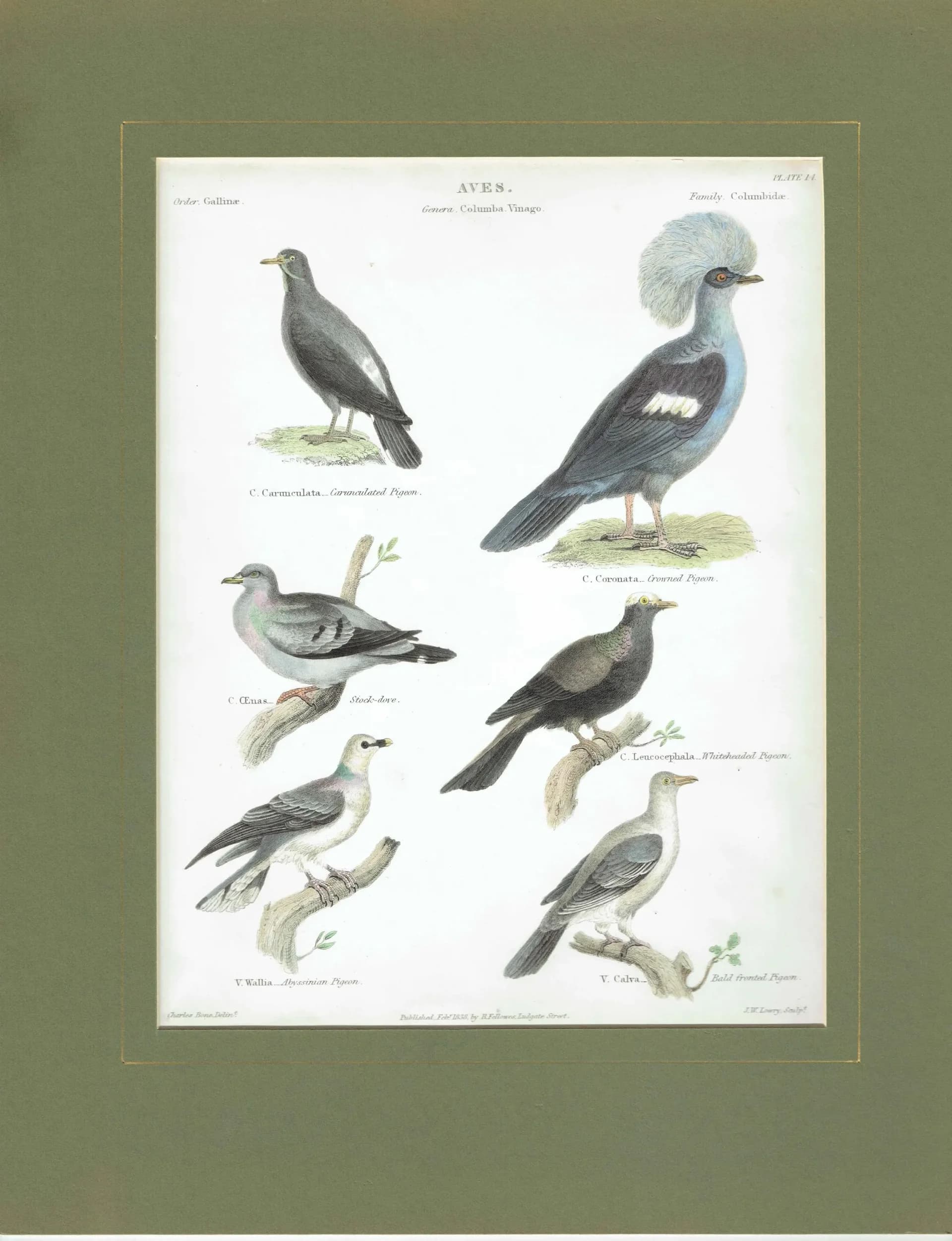 1838 Aves Antique Pigeon Print - Carunculated, Crowned, Stock-dove, Whiteheaded, Abyssinian, Bald-fronted - 10.5 x 8.25 in