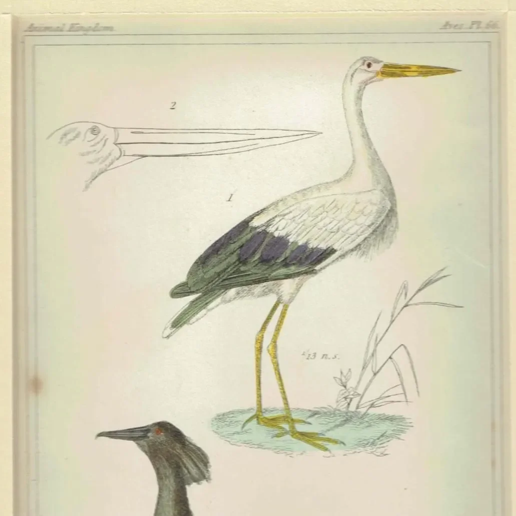 c.1835 Cuvier Animal Kingdom Birds Aves Antique Print - American Stork Umber Coloured Stork - Hand Coloured Ornithology Art - 8.75 x 5.5 in