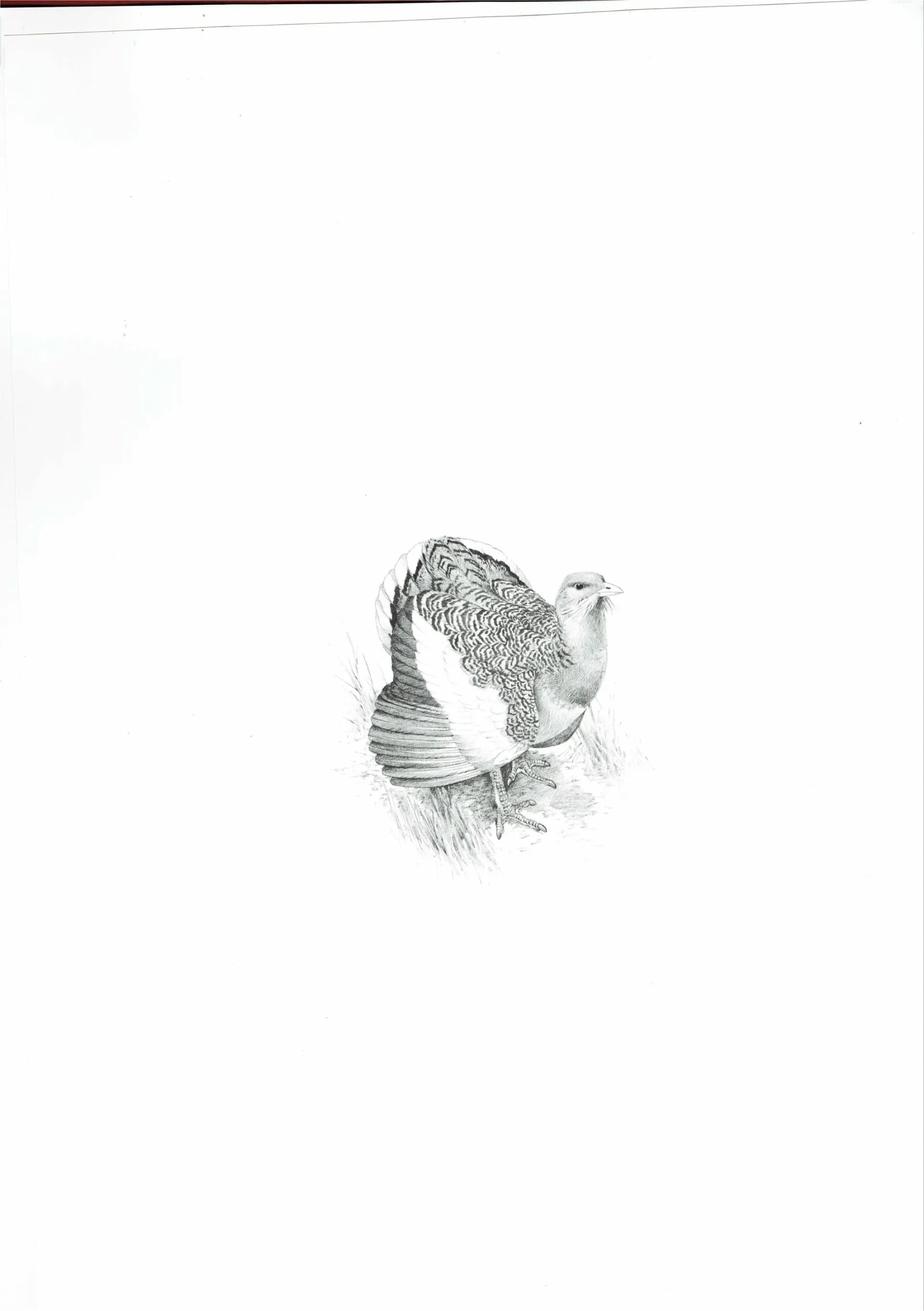 1981 Great Bustard Game Birds Print - Maurice Pledger - Vintage Wildlife Art - Ornithology - 11.5 x 16.5 in
