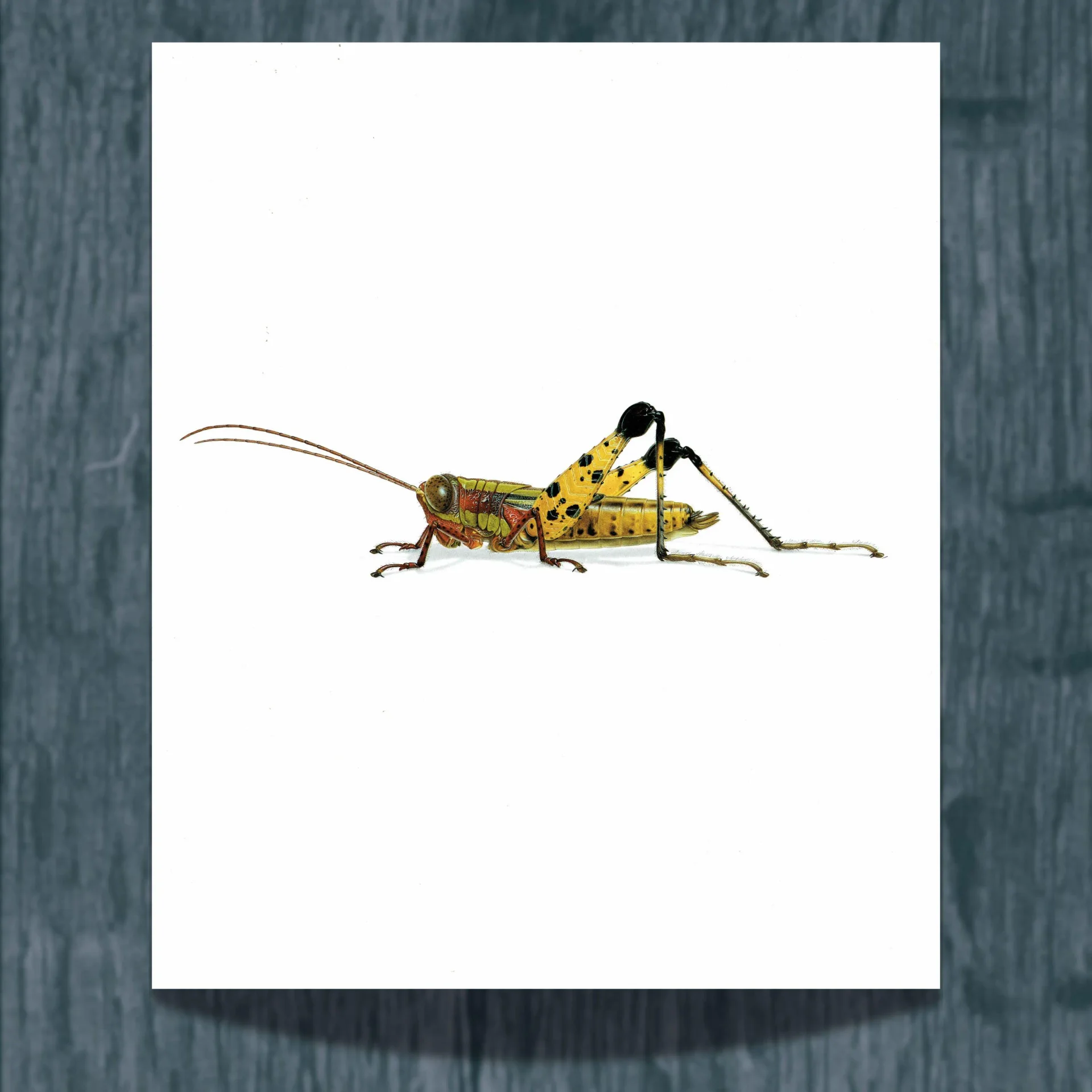 1986 Grasshopper Eucriotettix Piperacicus Print - Durin Bernard Les Insectes Scientific Illustration - Deschamps Entomology - 11 x 13 in