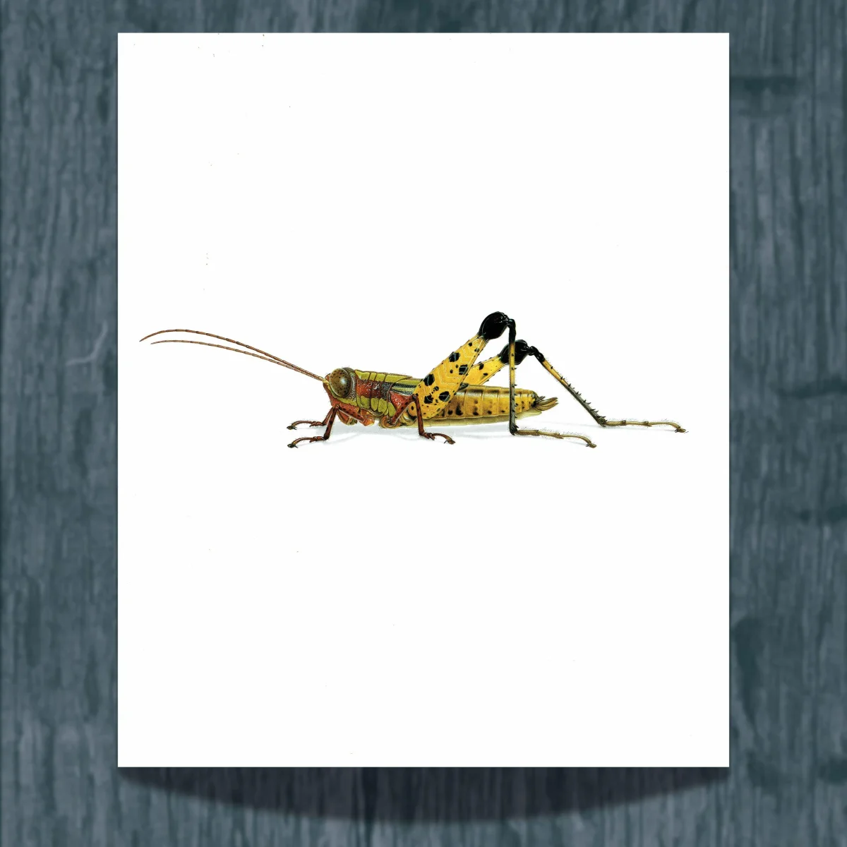 1986 Grasshopper Eucriotettix Piperacicus Print - Durin Bernard Les Insectes Scientific Illustration - Deschamps Entomology - 11 x 13 in