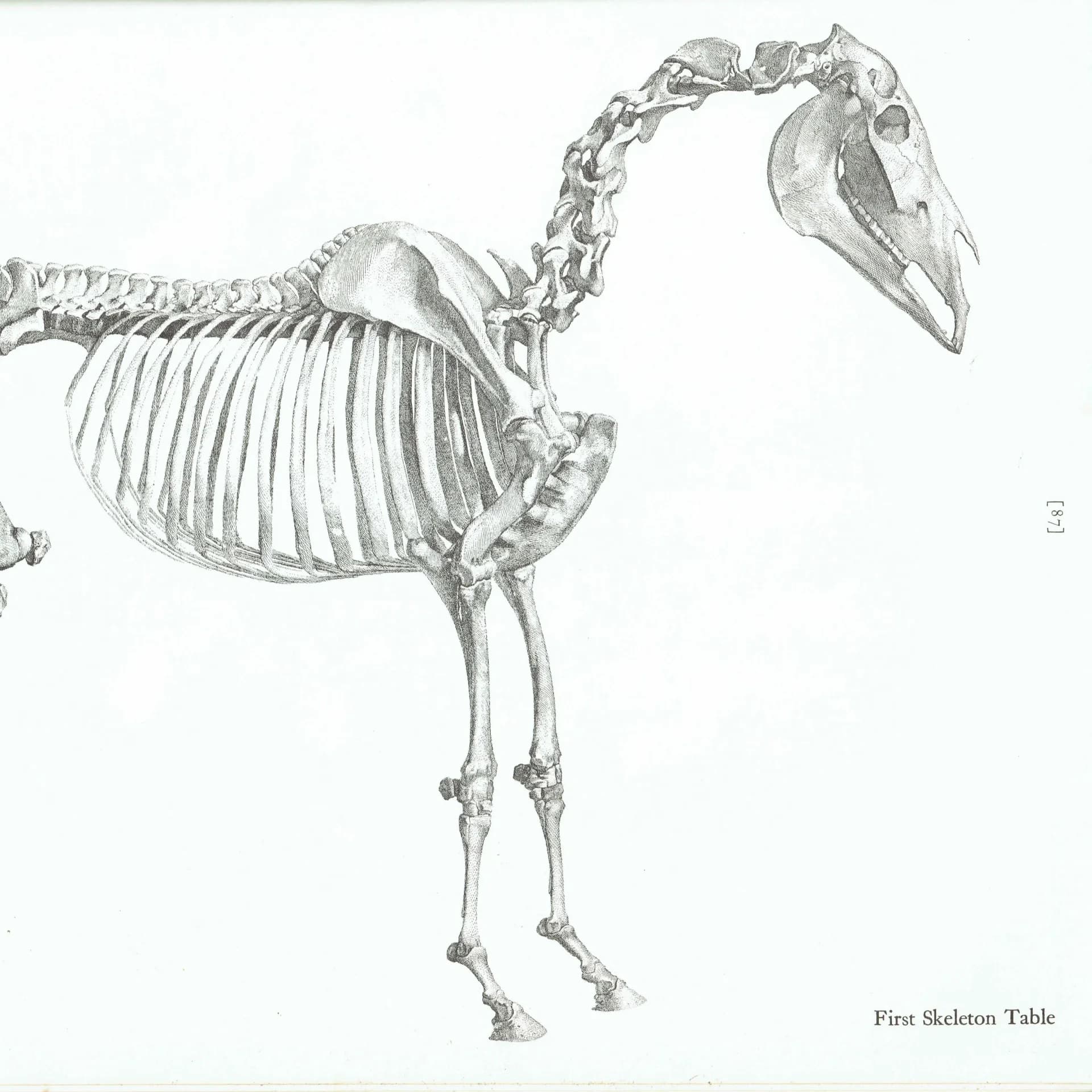 Skeletal Horse Vintage Etching from Original by Stubbs - Equine Anatomy Scientific Study Natural History Art - 14 x 10 in