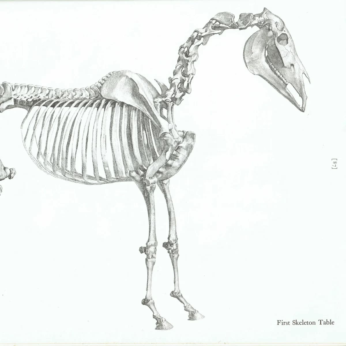 Skeletal Horse Vintage Etching from Original by Stubbs - Equine Anatomy Scientific Study Natural History Art - 14 x 10 in