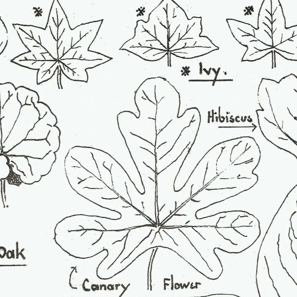 1898 Architectural Leaf Studies Print - Ivy, Oak, Holly, Mallow, Vine & Decorative Botanical Motifs - Antique Design Plate - 8 x 10.75 in
