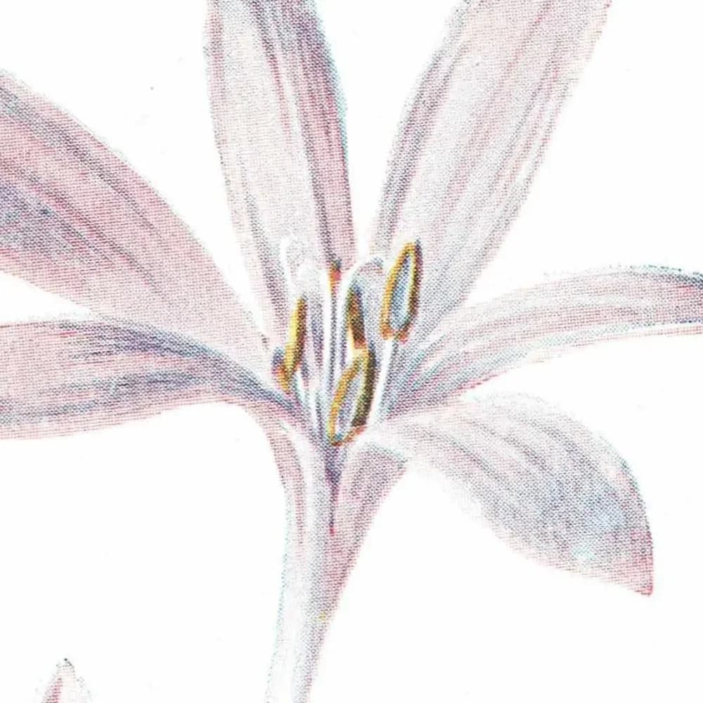 Antique Meadow Saffron Print – 1910s Edwardian Botanical Illustration