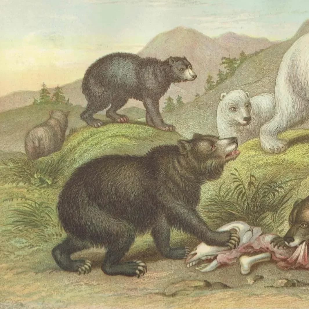 c.1880 Four Bear Species Print – Grisly, Brown, Black & Polar Bear – Natural History Illustration – 6.5 x 9.5 in