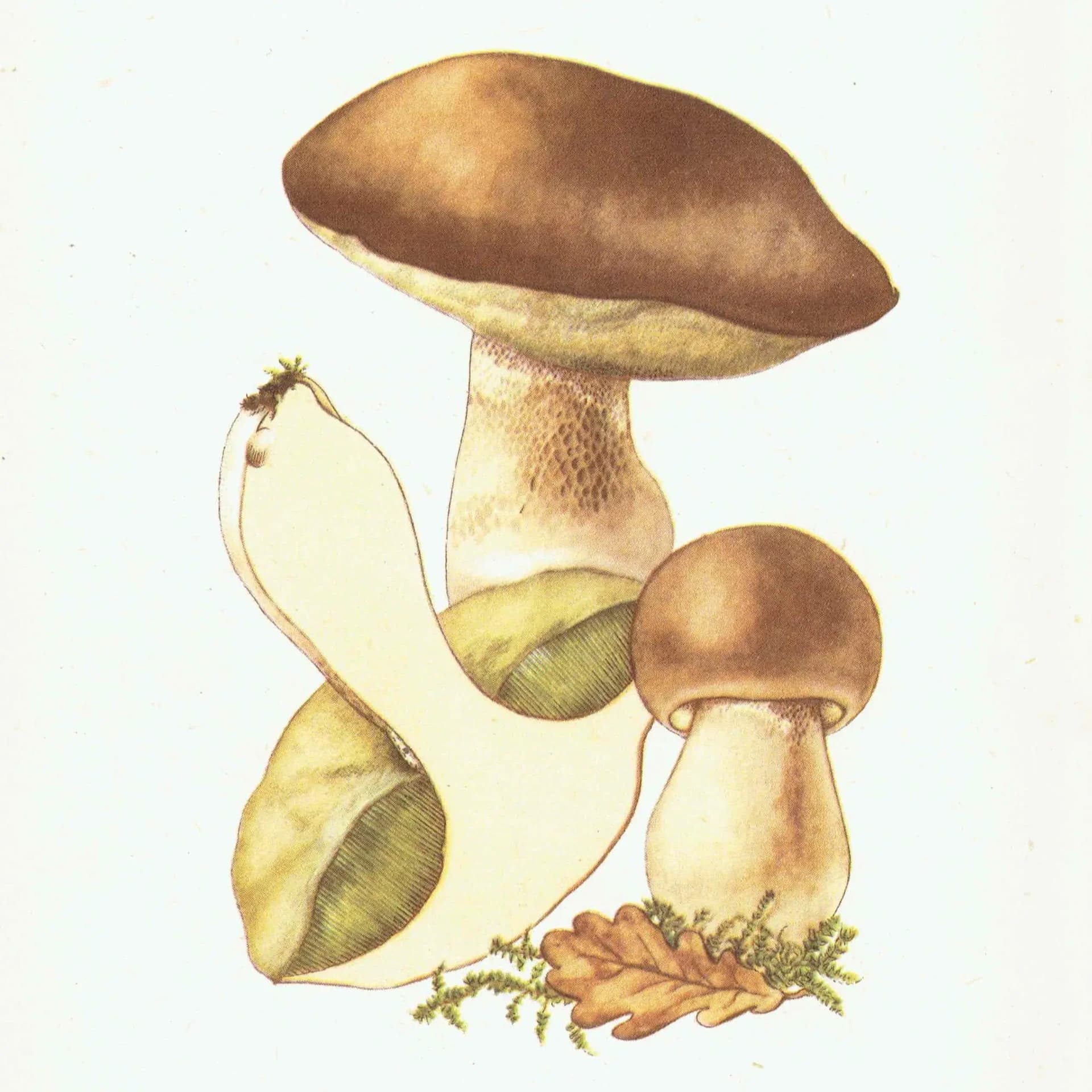 Vintage 1943 Mushroom Print – Shaggy Ink Cap & Penny Bun Botanical Illustration