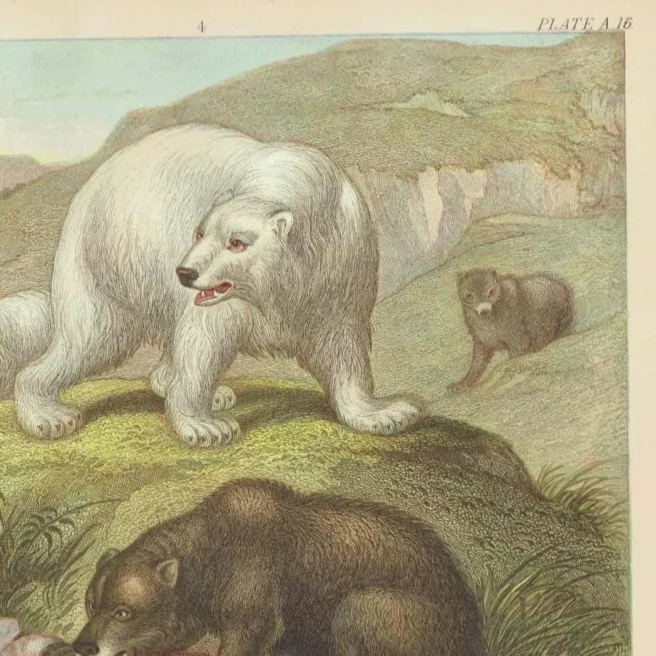 c.1880 Four Bear Species Print – Grisly, Brown, Black & Polar Bear – Natural History Illustration – 6.5 x 9.5 in